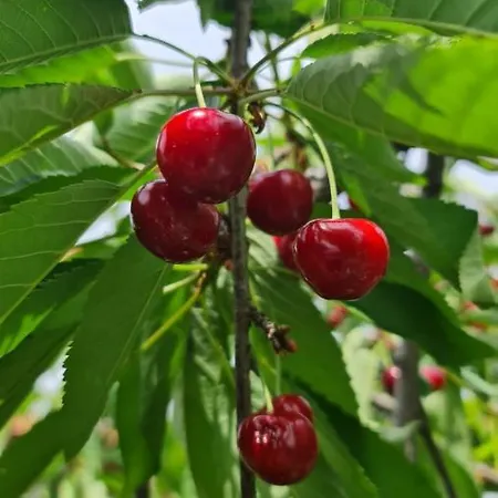 La Tana Dei Corgi 4*