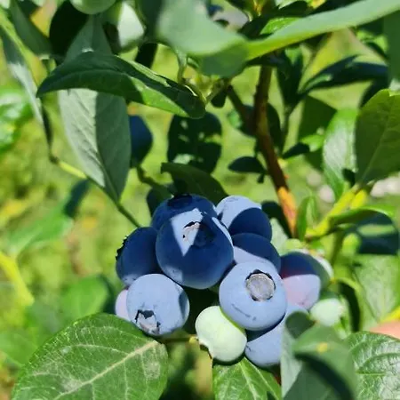 La Tana Dei Corgi Moncrivello