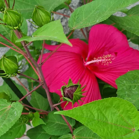 La Tana Dei Corgi B&B