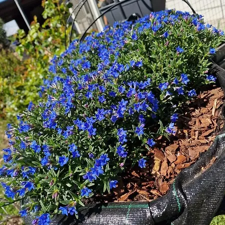 La Tana Dei Corgi 4* Moncrivello